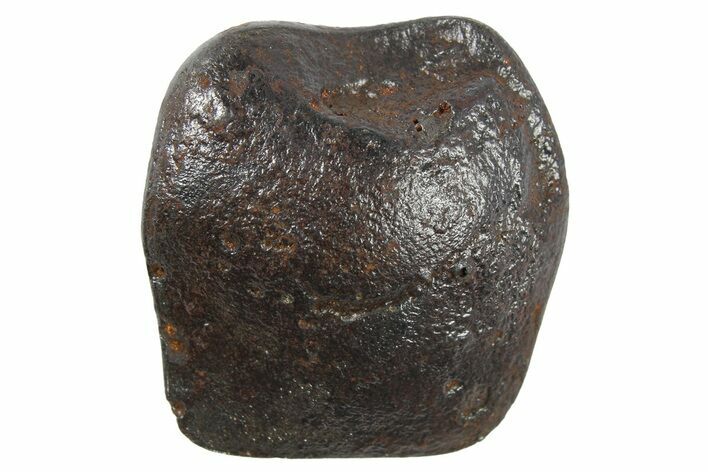 Sikhote-Alin Iron Meteorite ( g) - Oriented! #266695